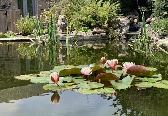 Pond Pond